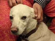 collar color:pink dog hand subject:animal subject:human type:photograph white_fur // 2667x2000 // 563KB