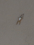 arachnid bug orb-weaver_spider spider subject:animal type:photograph wall // 2000x2667 // 411KB