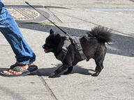 black_fur dog foot jeans pomeranian_dog pose:walking sandal street subject:animal subject:human type:photograph // 2667x2000 // 832KB