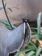 beetle bug insect metal rust subject:animal subject:object subject:plant type:photograph // 2000x2667 // 553KB