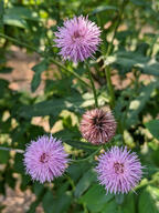color:green color:pink flower subject:plant type:photograph // 2000x2667 // 562KB
