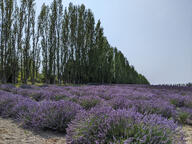 bush color:green color:violet farmland lavender sky subject:plant tree type:photograph // 2267x1700 // 981KB