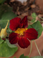 color:green color:red color:yellow flower potted_plant subject:plant type:photograph // 2000x2667 // 303KB