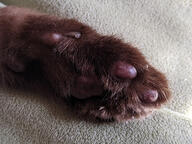 brown_fur cat fabric paw paw_pad subject:animal type:photograph // 2667x2000 // 619KB