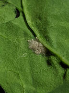 bug color:green egg subject:animal subject:plant type:photograph // 2000x2667 // 484KB