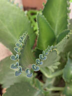 color:green subject:plant succulent_plant type:photograph // 2000x2667 // 272KB