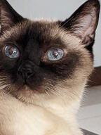 blue_eye cat siamese subject:animal type:photograph // 2000x2667 // 414KB