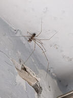 arachnid bug cellar_spider egg egg_sac spider subject:animal type:photograph wall_damage // 2000x2667 // 314KB