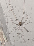 arachnid bug cellar_spider spider spiderling subject:animal type:photograph wall_damage // 2000x2667 // 440KB