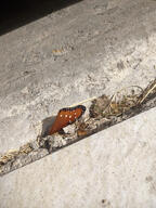 butterfly concrete floor rubble subject:object type:photograph wing // 2000x2667 // 905KB