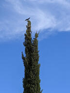bird cloud color:blue sky subject:animal subject:plant tree type:photograph // 2000x2667 // 259KB