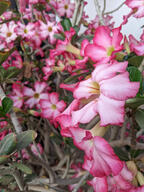 color:pink flower leaf_scorching potted_plant subject:plant type:photograph // 2000x2667 // 526KB