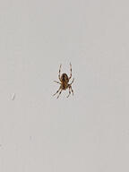 arachnid bug orb-weaver_spider spider subject:animal type:photograph wall // 2000x2667 // 173KB