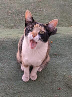 calico_cat cat pose:sitting pose:yawning rug subject:animal type:photograph // 2000x2667 // 696KB