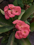 color:pink dust flower potted_plant subject:plant type:photograph // 2000x2667 // 380KB