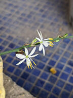 floor flower subject:plant tile type:photograph // 2000x2667 // 327KB