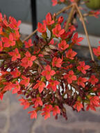 color:red flower potted_plant subject:plant succulent_plant type:photograph // 2000x2667 // 500KB