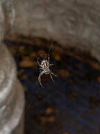 arachnid bug orb-weaver_spider spider subject:animal type:photograph // 2000x2667 // 189KB