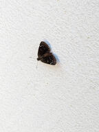 bug butterfly subject:animal type:photograph wall // 2000x2667 // 551KB