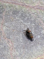 bug fly insect subject:animal table type:photograph // 2000x2667 // 750KB