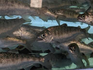 fish fish_tank subject:animal type:photograph // 2667x2000 // 405KB