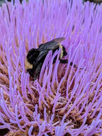 bug bumblebee color:pink flower insect pollen subject:animal type:photograph // 2000x2667 // 628KB