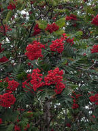 berry color:green color:red fruit subject:plant tree type:photograph // 2000x2667 // 915KB