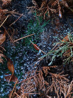 dry_leaf rain spiderweb subject:plant tree type:photograph // 1700x2267 // 1004KB