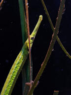 color:green fish subject:animal subject:plant type:photograph // 2000x2667 // 249KB