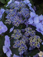 bud color:violet flower subject:plant type:photograph // 2000x2667 // 776KB