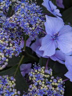 bud color:violet flower subject:plant type:photograph // 2000x2667 // 690KB