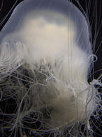 jellyfish subject:animal type:photograph // 2000x2667 // 521KB