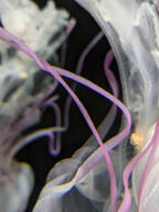 color:pink jellyfish subject:animal type:photograph // 2000x2667 // 370KB