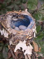 bird egg hummingbird nest subject:animal subject:plant tree type:photograph // 2000x2667 // 649KB