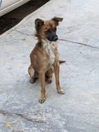 brown_fur dog pose:sitting sidewalk subject:animal type:photograph // 2000x2667 // 700KB