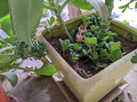 color:green dust potted_plant subject:plant succulent_plant table type:photograph // 2667x2000 // 532KB