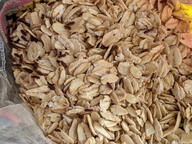 beetle bug food grain insect oat subject:animal subject:object type:photograph // 2667x2000 // 676KB