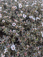 bush flower subject:plant type:photograph // 1800x2400 // 988KB