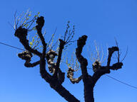 color:blue sky subject:plant tree type:photograph // 2667x2000 // 468KB