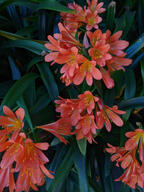 color:green color:orange flower subject:plant type:photograph // 2000x2667 // 578KB