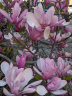 color:pink flower subject:plant type:photograph // 2000x2667 // 527KB