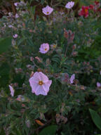 color:green color:pink flower subject:plant type:photograph // 2000x2667 // 396KB