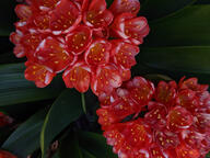 color:green color:red flower subject:plant type:photograph // 2667x2000 // 459KB