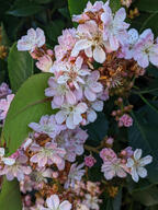 color:green color:pink flower subject:plant type:photograph // 2000x2667 // 591KB