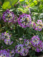 bud color:green color:pink color:violet flower subject:plant type:photograph // 2000x2667 // 736KB