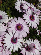 color:green color:pink flower subject:plant type:photograph // 2000x2667 // 589KB