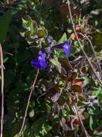color:green color:violet flower subject:plant type:photograph // 2000x2667 // 559KB