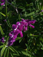 color:green color:violet flower subject:plant type:photograph // 2000x2667 // 390KB