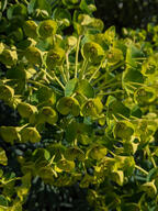 color:green color:yellow flower subject:plant type:photograph // 2000x2667 // 589KB