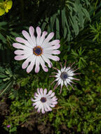 color:green color:pink flower subject:plant type:photograph // 2000x2667 // 532KB